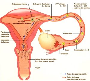 Les premières étapes du développement : De la fécondation à l'implantation de l'embryon dans l'utérus (=Nidation)